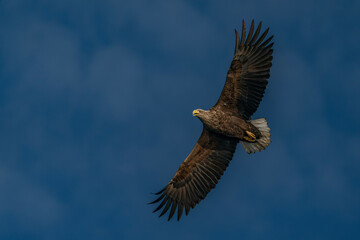 Naklejka premium white tailed eagle (Haliaeetus albicilla) in flight. Oder delta in Poland, europe. Polish Eagle. National Bird Poland. Blue sky background.