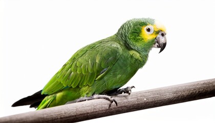Green Parrot Isolated On White