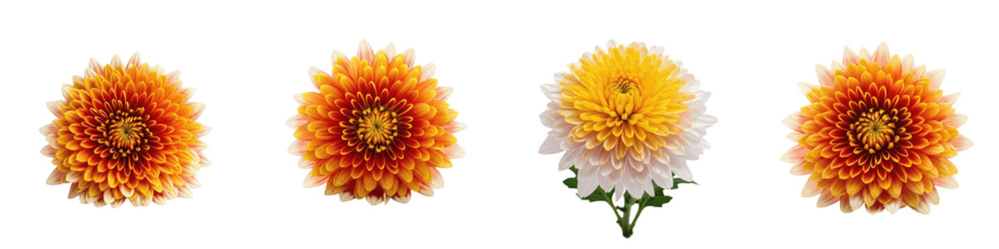 Set of four dahlia flowers, featuring three vibrant orange and yellow, isolated on a white background PNG