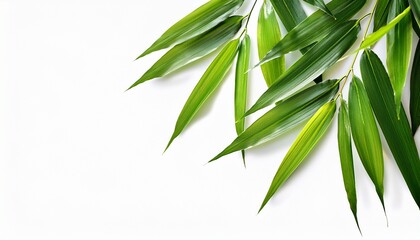 Fototapeta premium Green Bamboo Leaves On Isolated Transparent Background