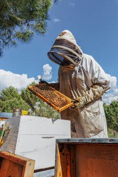 Beekeeper inspecting a hive frame in a natural setting
