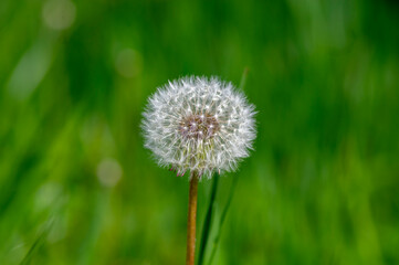 Obraz premium Common dandelion Taraxacum officinale faded flowers looks like snow ball, ripe cypselae fruits