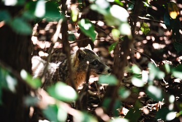 Obraz premium A curious civet cat peeks through the dense foliage in a forest