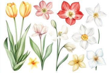 Obraz premium Bright spring flowers clipart featuring tulips, lilies, and narcissus in watercolor style for decoration and design use