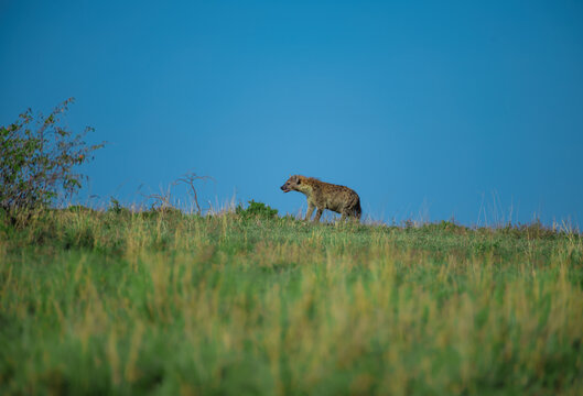 African Spotted hyena from Masaimara, Kenya, Africa