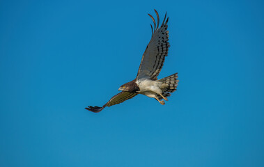 Obraz premium Black-chested snake eagle in Masai Mara, Kenya, Africa
