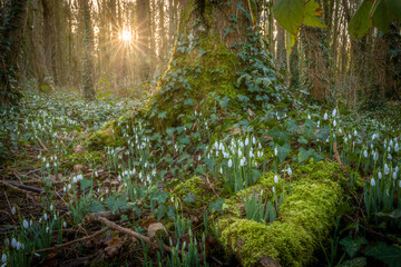 snowdrops n Penrhos park anglesey north wales