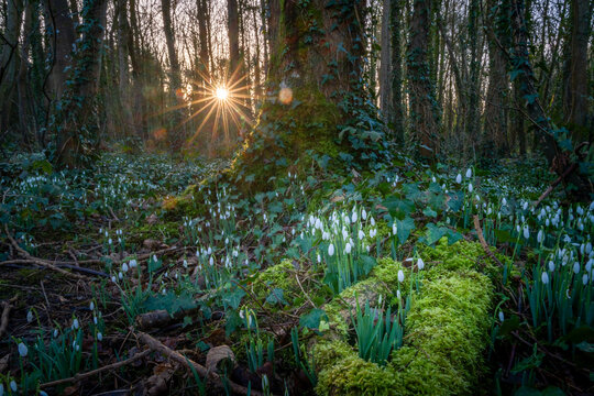 snowdrops n Penrhos park anglesey north wales