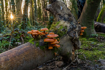 Velvet Shanks.Fungi on a fallen tree trunk
