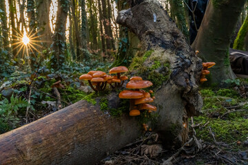 Velvet Shanks.Fungi on a fallen tree trunk