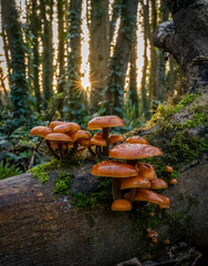 Velvet Shanks.Fungi on a fallen tree trunk