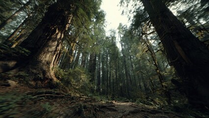 Lush green forest with towering trees