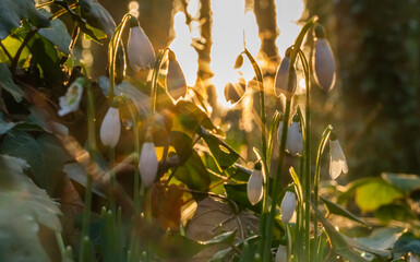 Velvet Shanks.Fungi on a fallen tree trunk