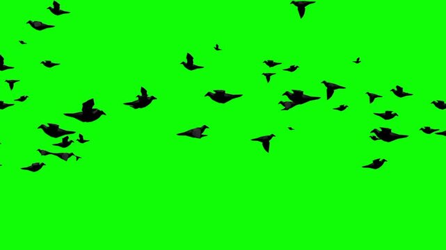 bird silhouette on a green screen