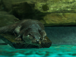 Obraz premium Loutre d'Europe
