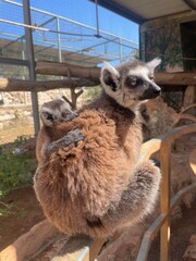 Fototapeta premium A mother lemur with her baby lemur on her back at the Cyprus Zoo sits on a fence and looks into the distance on a sunny day.