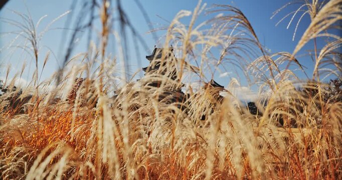 Smooth movement across wheat with old Japanese castle in background - slow motion