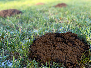 Fresh molehill on green grass meadow, close up view of loose soil mound, wildlife activity, garden pest sign, nature background, ecology and soil health concept.