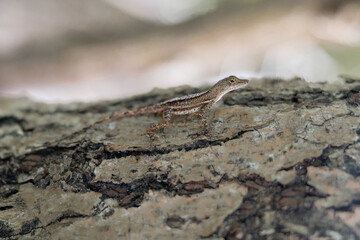 Small tropical lizard resting on textured tree bark in St Croix