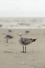 Seagull on Sandy Shore with Ocean in Background