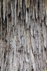 Obraz premium Texture of Hanging Dry Leaves. Detailed shot of long, dry leaves hanging vertically, showing grey and beige tones in a repetitive natural pattern.