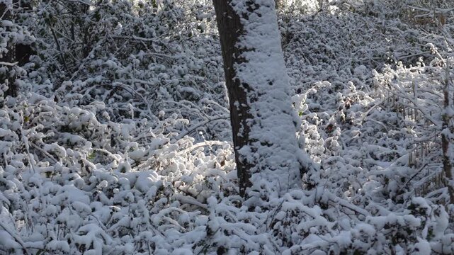 Idyllic, snow-covered landscape, filmed in 4K slow motion from 120p to 24p