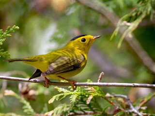 Fototapeta premium A Wilson's warbler posing on a branch