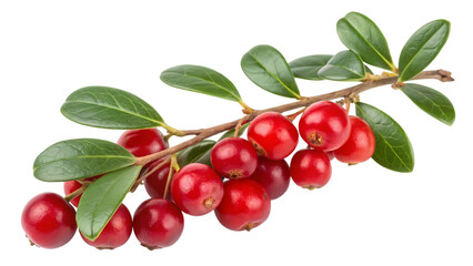 A vibrant sprig of fresh cranberries with lush green leaves, showcasing healthy and ripe berries ready for harvest