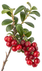 Obraz premium A vibrant cluster of ripe red lingonberries on a leafy branch against a dark background