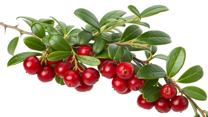 Freshly picked ripe red cranberries on a leafy green branch, ready for harvest