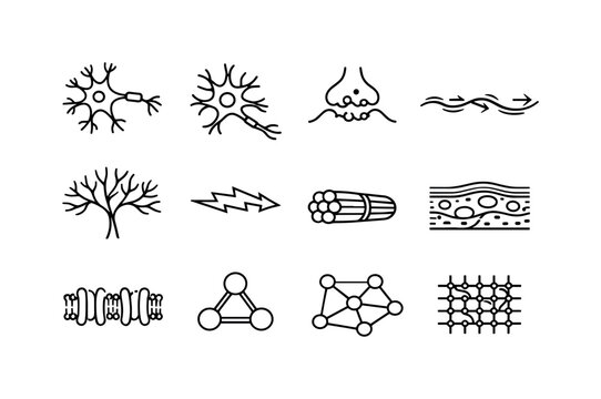 Neuroanatomy Line Icons. Neuroanatomy Basics. Line icon set of Neuroanatomy Basics: neuron diagram, glial cell, synapse icon, axon pathway, dendrite tree,