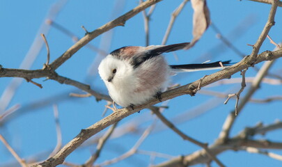 great tit on branch