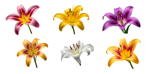 Beautiful lily flower isolated on transparent background