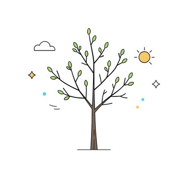 New Growth Begins. Bare Trees with First Buds. Single young tree with thin branches and the first signs of growth, centered with lots of white space. Gentle