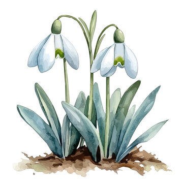 Snowdrops Blooming, charming watercolor clipart, isolated on a white background.