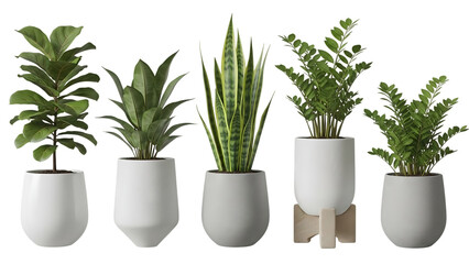 Fototapeta premium Indoor Plants Set Of Five In White And Gray Pots Modern Decor On Isolated Transparent Background