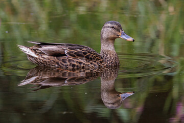 Stockente (Anas platyrhynchos) Weibchen