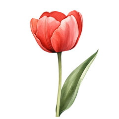 Open Tulip Bloom, elegant watercolor illustration luminous highlights, isolated on a white background.