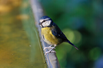 Obraz premium Blaumeise (Cyanistes caeruleus)