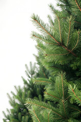 Vibrant green pine tree branches against a white background.