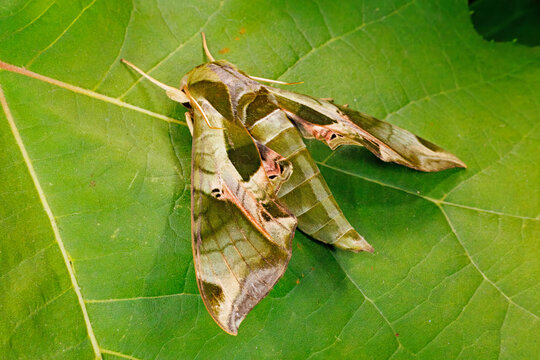 Pandora sphinx moth, Eumorpha pandorus, on a Sycamore Leaf.