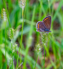 Fototapeta premium female common blue butterfly polyommatus icarus sitting in the grass with open wings