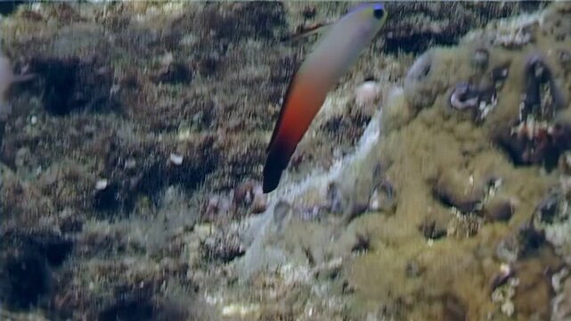 A fire dartfish swims along the coral reef. The dartfish moves through the water near Raja Ampat Islands in Indonesia, interacting with its colorful underwater environment.