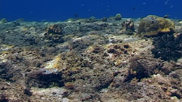 Exploring the varied underwater terrain of Papua New Guinea. The rocky ocean floor is a base for coral. Many fish are swimming about the landscape.