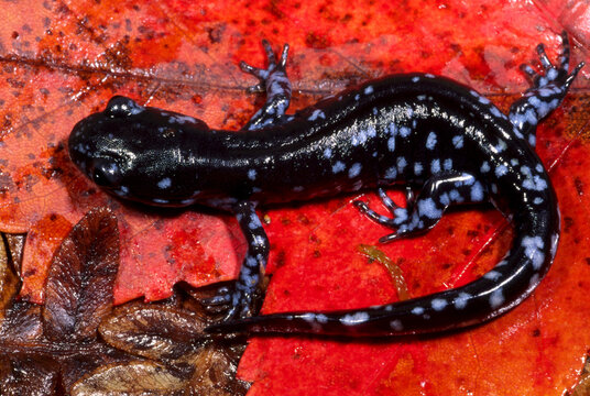 Blue-spotted salamander, Ambystoma laterale