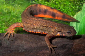 Obraz premium Firebelly newt, Cynops pyhrrogaster.