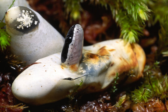 Ringneck snake, Diadophis punctatus, hatching from its egg.