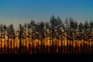 防風林と夜明けの空