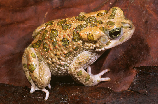 European Green Toad, Bufotes viridis