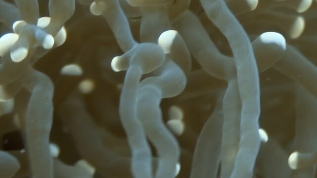 Observe a clownfish gracefully swimming amongst the protective tentacles of its anemone home. This marine life is underwater off the coast of the Philippines.